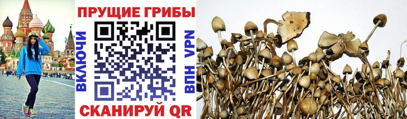Галлюциногенные грибы Magic Shrooms  что такое   Краснознаменск 